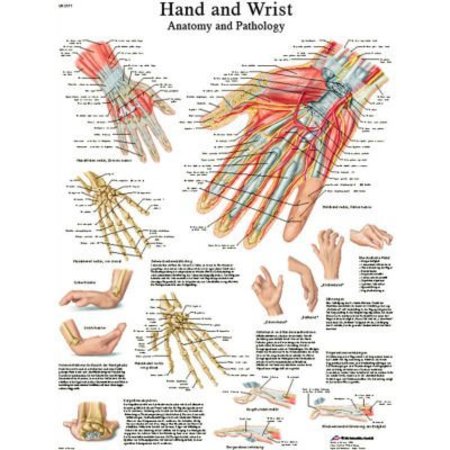 FABRICATION ENTERPRISES 3B® Anatomical Chart - Hand & Wrist, Sticky Back 12-4609S